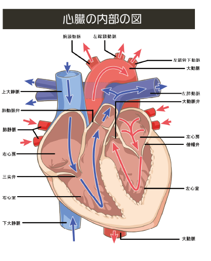 心臓の内部の図